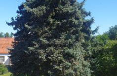 Lieblingsgast - Foto 28