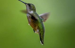 The Gemini-a dreamy, waterfront tiny cabin - Foto 41