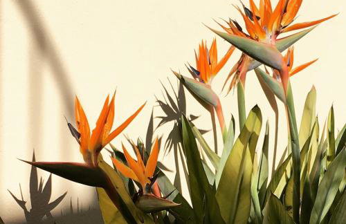 Casa Alegria - Holiday home with pool, fitness, sauna - Foto 44