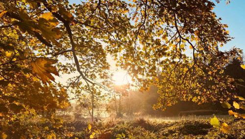 Woodland, Canal & Lakeside Cottage - Foto 4, Garden view