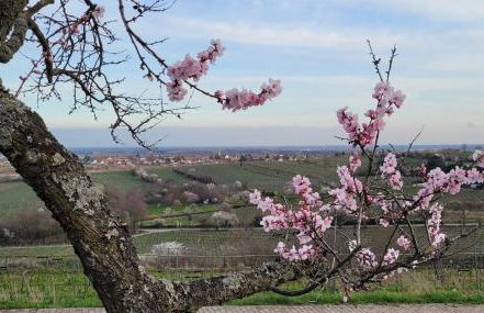 Ferienwohnung Freiraum - Foto 17