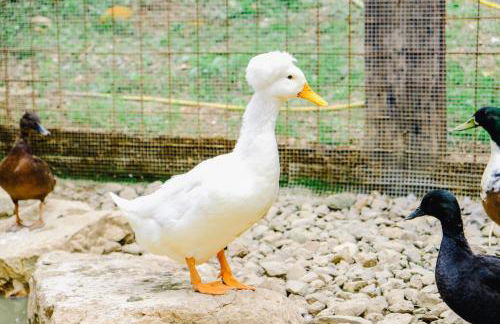 AGRITURISMO CA' FENILE - Foto 45