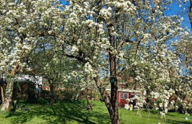 Marthas Insel - Foto 10