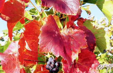 Apartment im alten Rathaus - Foto 7