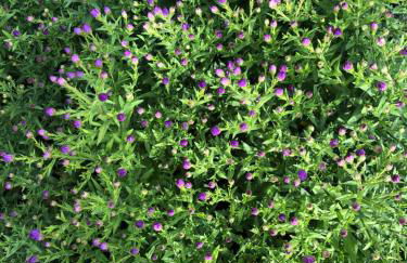 Landhaus Weber - Foto 46