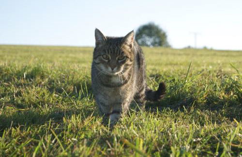 Paulhof am Chiemsee - Photo 7