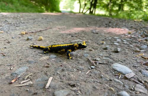 Wohnen im alten Kornspeicher - Foto 33