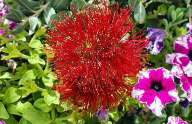 La Perla di Marzamemi - Foto 16