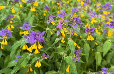 Corner House Plesna - Foto 45