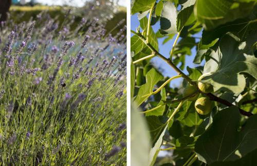 Art Villa Sis - Photo 27