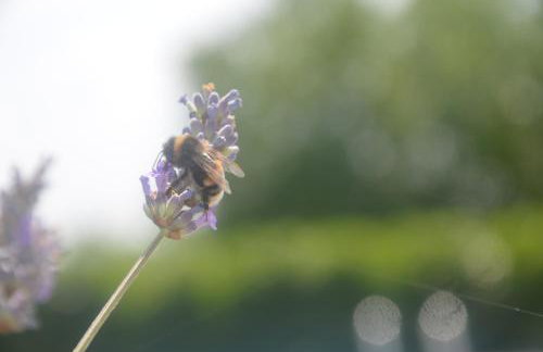 Villa Fragola - Holiday house with large garden - Photo 27