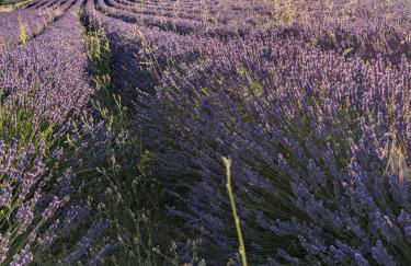 Le Relais Laviolette - Foto 22