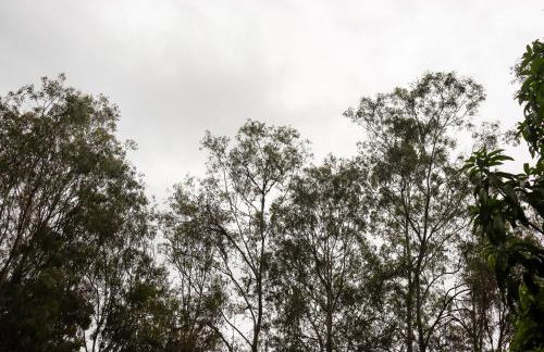 ranchorouxinol - Foto 14