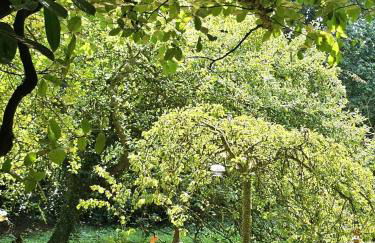 Bluebell Cottage Lurley Manor - Foto 25