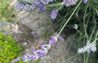 Ostalon de Sénégats - Foto 23