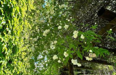 Villa Elena Tuscany - Pool & Garden Arezzo - IHH - Foto 31