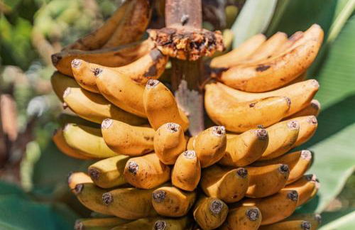 Quinta do Charco - Photo 60