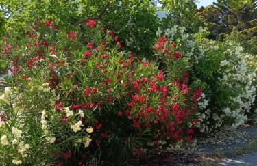 Kosaris Cottage - Foto 11