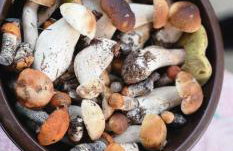 Dom z linią brzegową Narwi 3 - Photo 20