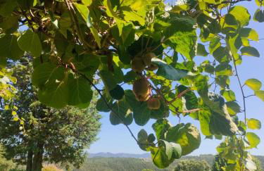 Cottage da Fonte Seca - Foto 80