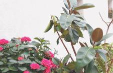 Apartment Pinia with free parking - Photo 49