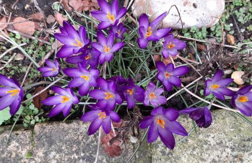 Rose Cottage, 2 Bedroom Cottage with character, near Southwold - Photo 19