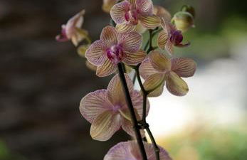 Residence Le Vigne - Foto 45