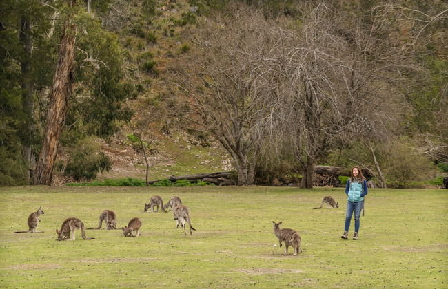 Wombeyan Caves - Foto 28