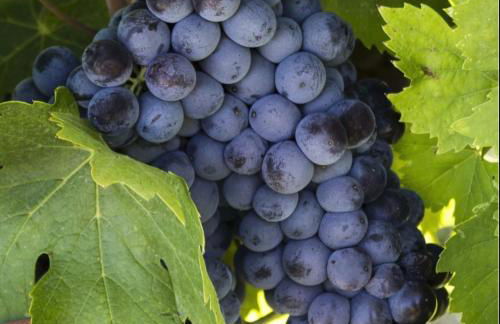 Maison Amiata - Foto 34