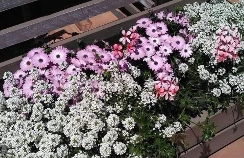 Andrea Case Vacanze L'Ancora - Foto 87