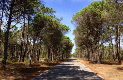 Bico das flores - Foto 79