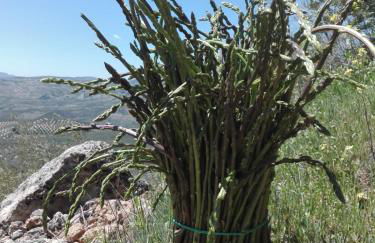 Villa Rural Campillo de Arenas - Foto 52