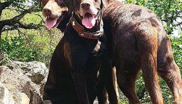 Ferienhaus Löwenherz - Foto 5