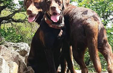 Ferienhaus Löwenherz - Foto 5