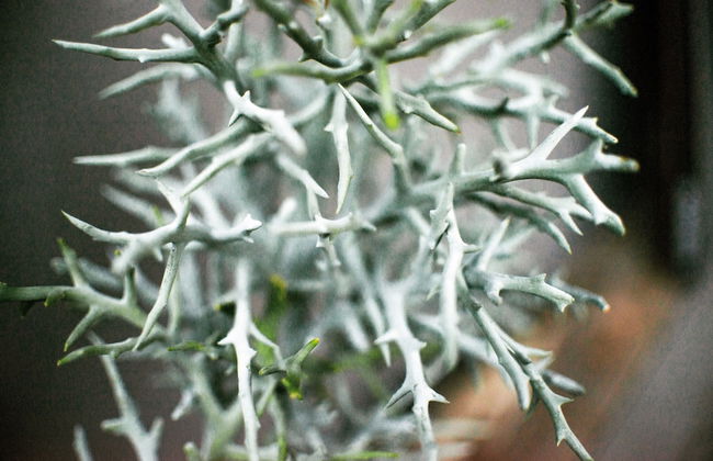 Ti Bout Paradi Ti Zil - Foto 20