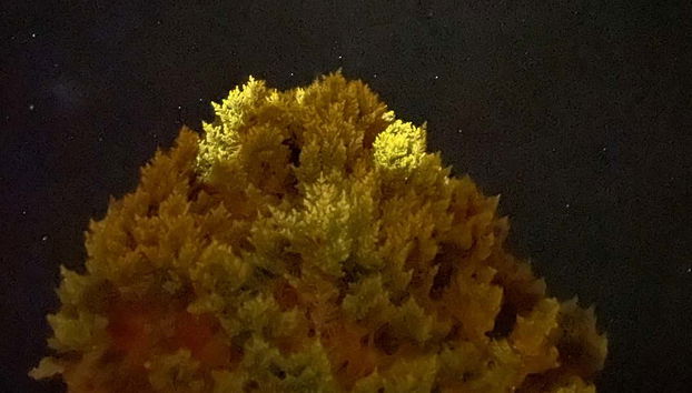 Un mañío en el Parque Tepuhueico