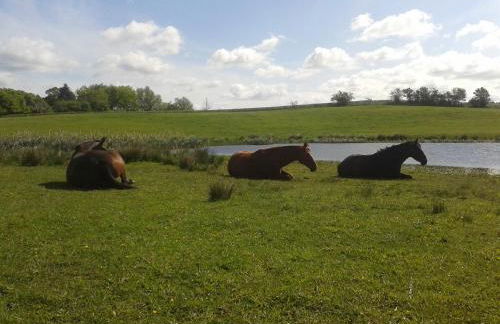 Hof-Silberweide - Foto 5