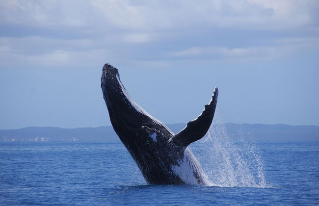 Alexander Beachfront Apartments - Foto 28