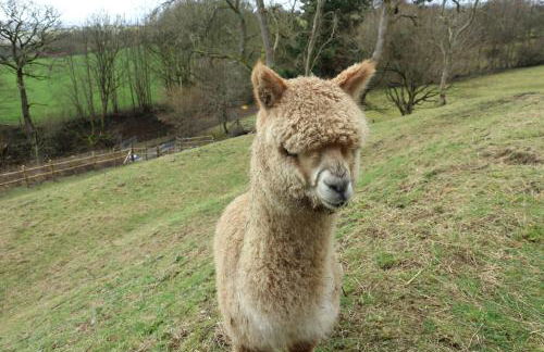 Stunning Barn Conversion with HOT TUB and ALPACAS - Ty Cerrig Barn - Photo 53