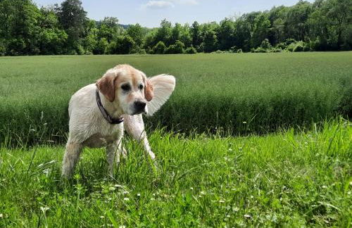 Ferienhaus am Schluchtensteig - Foto 40