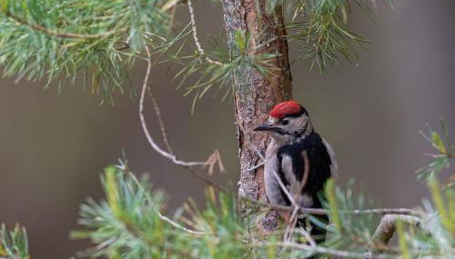 Byre 1 InThePark - Foto 3