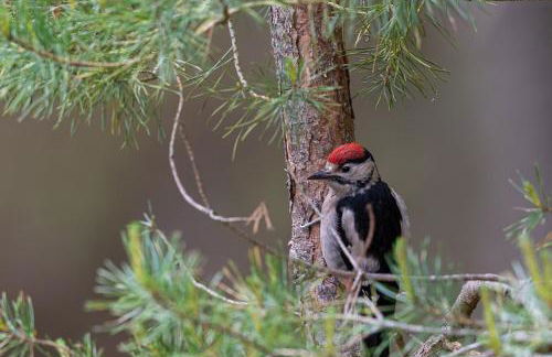 Byre 1 InThePark - Foto 3