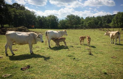 La Noce di Creta - Foto 29
