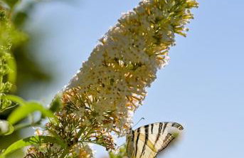 Kuća za odmor Olympus - Foto 41