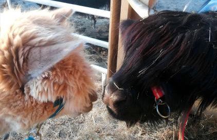 Auszeit zwischen Fellnasen - Foto 34