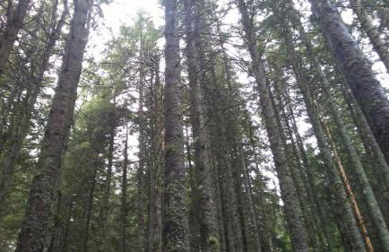 Chalet Abetone in Tuscany - Foto 40