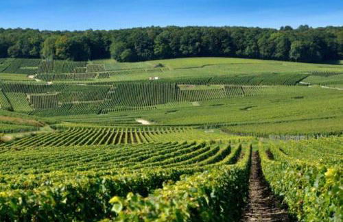 Au cœur du vignoble champenois - Foto 18