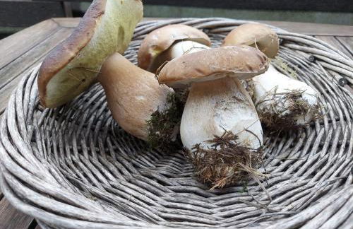 Zum hohen Venn - Foto 32