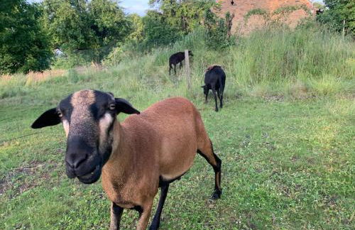 Ferienhaus Alte Provinz ruhige zentrale Lage Kromlau - Foto 19