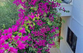 ARTEMIS and FILLO - Photo 7